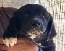 STEVIE, Hund, Mischlingshund in Kroatien