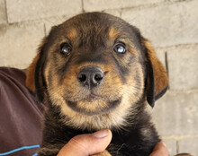 BEN, Hund, Mischlingshund in Kroatien