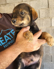 BEN, Hund, Mischlingshund in Kroatien - Bild 2