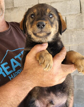BEN, Hund, Mischlingshund in Kroatien - Bild 3