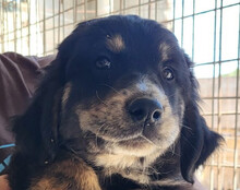 THEO, Hund, Mischlingshund in Kroatien