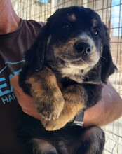 THEO, Hund, Mischlingshund in Kroatien - Bild 3