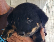 CALLA, Hund, Mischlingshund in Kroatien