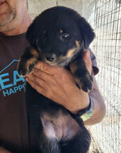 CALLA, Hund, Mischlingshund in Kroatien - Bild 2