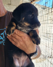 CALLA, Hund, Mischlingshund in Kroatien - Bild 3