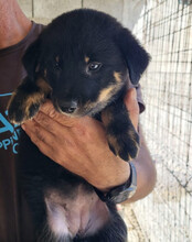 CALLA, Hund, Mischlingshund in Kroatien - Bild 4