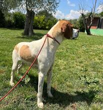 LUCIO, Hund, Pointer in Italien - Bild 2
