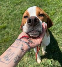 LUCIO, Hund, Pointer in Italien - Bild 3