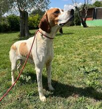 LUCIO, Hund, Pointer in Italien - Bild 4
