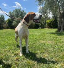 LUCIO, Hund, Pointer in Italien - Bild 5