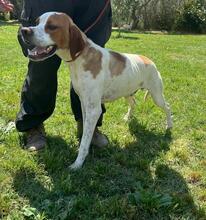 LUCIO, Hund, Pointer in Italien - Bild 6