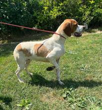 LUCIO, Hund, Pointer in Italien - Bild 7