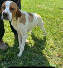 LUCIO, Hund, Pointer in Italien - Bild 8