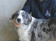 LENNARD, Hund, Mischlingshund in Italien - Bild 1