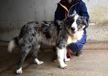 LENNARD, Hund, Mischlingshund in Italien - Bild 2