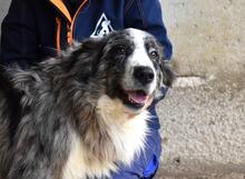 LENNARD, Hund, Mischlingshund in Italien - Bild 4