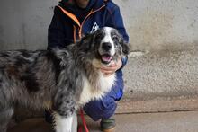 LENNARD, Hund, Mischlingshund in Italien - Bild 5