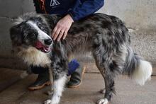 LENNARD, Hund, Mischlingshund in Italien - Bild 6