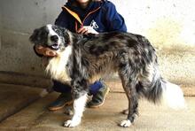 LENNARD, Hund, Mischlingshund in Italien - Bild 7