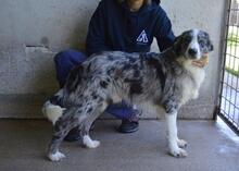 LENNARD, Hund, Mischlingshund in Italien - Bild 8
