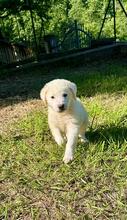 BONGO, Hund, Maremmano-Mix in Italien - Bild 1