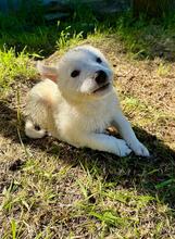 BONGO, Hund, Maremmano-Mix in Italien - Bild 2