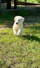 BONGO, Hund, Maremmano-Mix in Italien - Bild 3