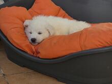 BONGO, Hund, Maremmano-Mix in Italien - Bild 4