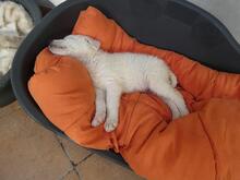 BONGO, Hund, Maremmano-Mix in Italien - Bild 5