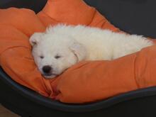 BONGO, Hund, Maremmano-Mix in Italien - Bild 6