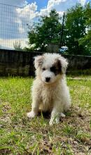 BIRBA, Hund, Maremmano-Mix in Italien - Bild 1