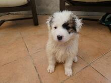 BIRBA, Hund, Maremmano-Mix in Italien - Bild 11