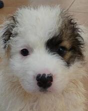 BIRBA, Hund, Maremmano-Mix in Italien - Bild 12
