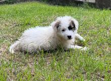 BIRBA, Hund, Maremmano-Mix in Italien - Bild 2