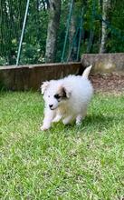 BIRBA, Hund, Maremmano-Mix in Italien - Bild 3