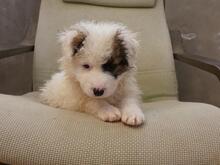 BIRBA, Hund, Maremmano-Mix in Italien - Bild 4