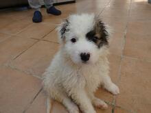 BIRBA, Hund, Maremmano-Mix in Italien - Bild 5