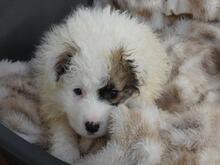 BIRBA, Hund, Maremmano-Mix in Italien - Bild 6