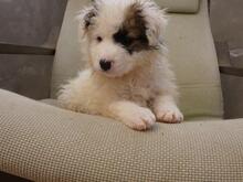 BIRBA, Hund, Maremmano-Mix in Italien - Bild 7