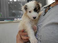 BIRBA, Hund, Maremmano-Mix in Italien - Bild 8