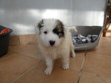 BIRBA, Hund, Maremmano-Mix in Italien - Bild 9