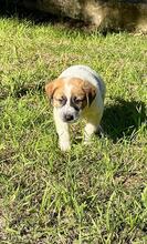 BART, Hund, Maremmano-Mix in Italien - Bild 1