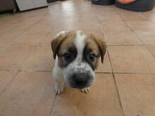 BART, Hund, Maremmano-Mix in Italien - Bild 10
