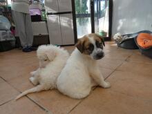 BART, Hund, Maremmano-Mix in Italien - Bild 11
