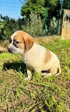 BART, Hund, Maremmano-Mix in Italien - Bild 2