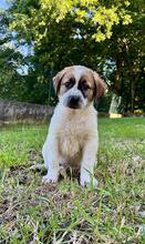 BART, Hund, Maremmano-Mix in Italien - Bild 3