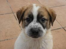 BART, Hund, Maremmano-Mix in Italien - Bild 4