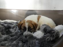 BART, Hund, Maremmano-Mix in Italien - Bild 5