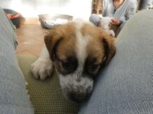 BART, Hund, Maremmano-Mix in Italien - Bild 6