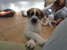 BART, Hund, Maremmano-Mix in Italien - Bild 7